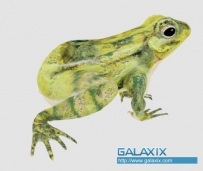 [其他]超级棒的带跳跃动画的青蛙模型