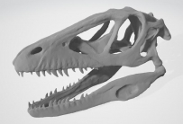 一个恐龙头骨模型